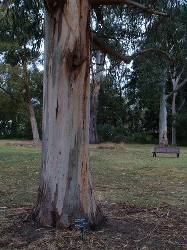 25 TASMANIAN Blue Gum TREE / EUCALYPTUS Globulus Flower Seeds